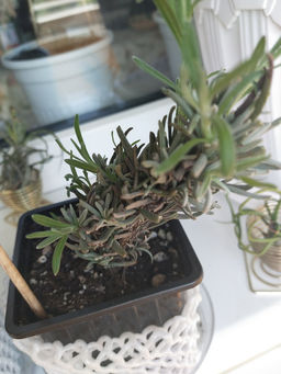 Лаванда узколистная