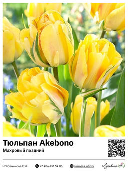 Тюльпан Akebono (Махровый поздний)