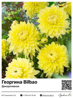 Георгина Bilbao (Декоративная)