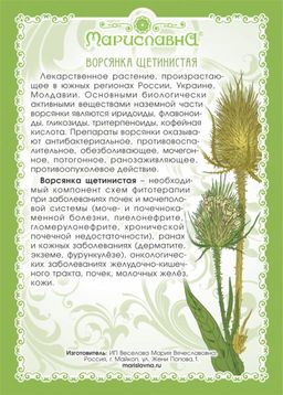 3 шт. Ворсянка щетинистая (золотая колючка), (трава) - Мариславна фото 2