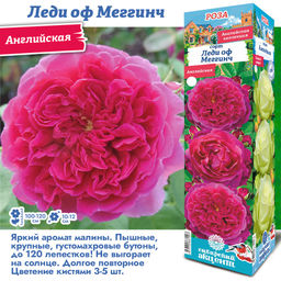 Роза Леди оф Меггинч (Английская) 1шт