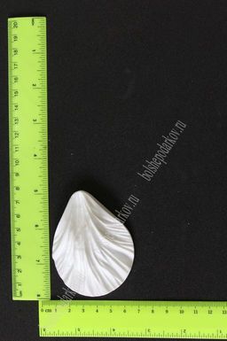 Молд лист универсальный, М, арт. 0725 - No name фото 2