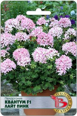 Пеларгония Квантум F1 Лайт Пинк