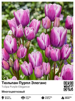 Тюльпан Purple Elegance (Многоцветковый) - Голландские луковицы фото 2