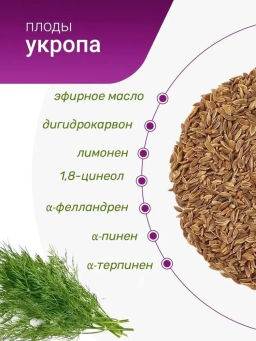 Плоды укропа - Травы горного крыма фото 4