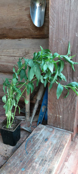 Физостегия Кристал Пик Вайт