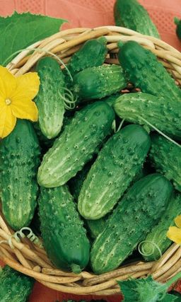 Огурец ПОД ВОДОЧКУ F1 Высокий и стабильный урожай! В засолке огурчики остаются плотными, хрустящими, без пустот!