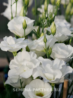 Эустома срезочная махровая белая Мадам Бриджит - Партнер фото 5