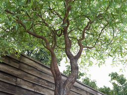 Ива Матсудана Эритрофлексуоза