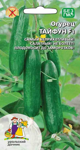 Огурец ТАЙФУН F1  Самый неприхотливый! Салатный! Не болеет! Плодоносит до заморозков! Вкус необычайно яркий!