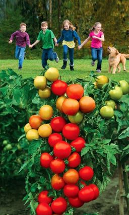 Томат ВЕСЁЛАЯ КОМПАНИЯ Формирует множество плодов на величественных кистях! Плоды один к одному и созревают очень дружно!