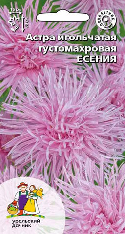Астра ЕСЕНИЯ