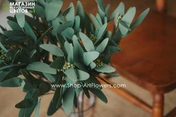 087 Эвкалипт Николя - Без тм фото 4