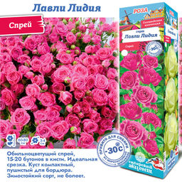 Роза Лавли Лидия (Спрей) 1шт