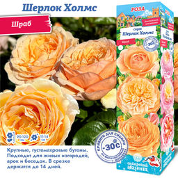 Роза Шерлок Холмс (Шраб) 1шт