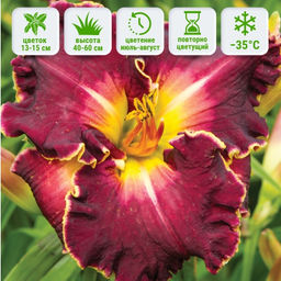 Лилейник Экселент