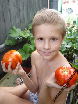 Помидоры Aviuri — Яблочный окрас