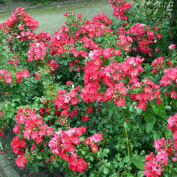 Роза Штадт Ром