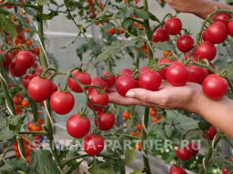 Томат Визажист - Партнер фото 3