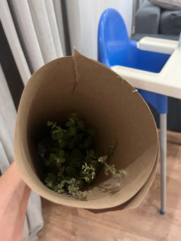 Котовник Фассена Кит Кэт