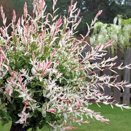 Ива цельнолистная Хакуро-Нишики С5