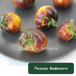 Полосы бывалого - Tomatia фото 3