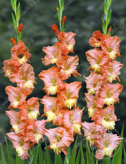 ГЛАДИОЛУС Иль Де Франс Разбор 10/12 Кол-во упак., шт 10