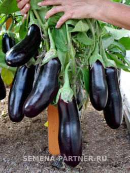 Баклажан Андрюша - Партнер фото 7