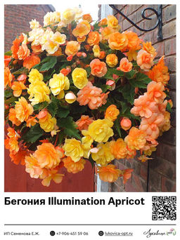 Бегония Illumination Apricot