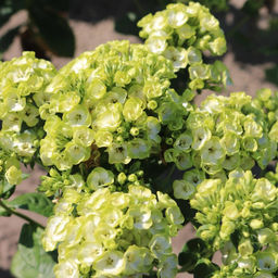 Флокс Orchid Green (Метельчатый) - Голландские луковицы фото 3