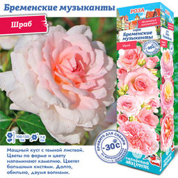 Роза Бременские Музыканты (Шраб) 1шт