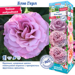 Роза Блю Герл (Чайно-гибридная) 1шт