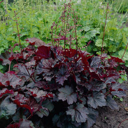 5232D Гейхера мелкоцветковая Палас Пурпл 5шт