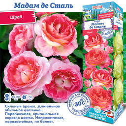 Роза Мадам де Сталь (Шраб) 1шт