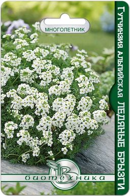 Гутчинзия альпийская Ледяные брызги