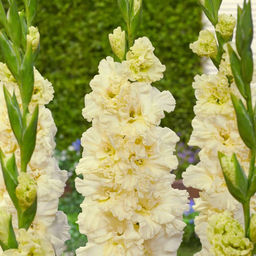 ГЛАДИОЛУС Свит Кристал Разбор 10/12 Кол-во упак., шт 8