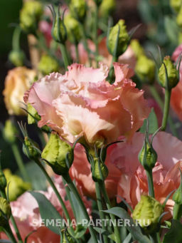 Эустома бахромчатая лососевая Сеньорита Марта - Партнер фото 3