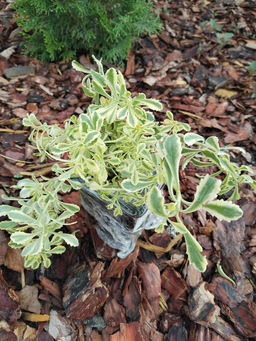 Очиток Миддендорфа Вариегата