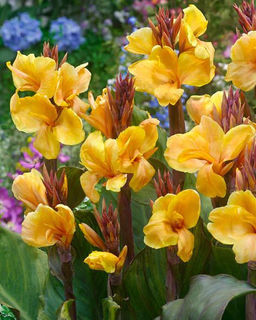 Канна Louis Cottin (Коричневолистная) - Голландские луковицы фото 4