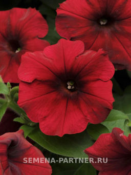 Петуния Изи Вэйв Ред Велюр каскадно-ампельная - Партнер фото 3