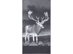 Полотенце махровое 6с102.413ж1 Фото-олень(графит5) 81х160см