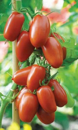 Томат ИСПАНСКИЙ ТЁМНО-МАЛИНОВЫЙ