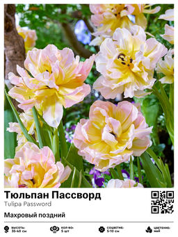 Тюльпан Пассворд (Махровый поздний)