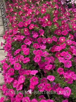 Петуния МиМи Жаклин каскадная розовая с глазком - Партнер фото 5