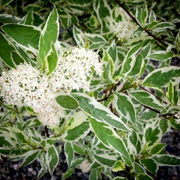 Дерен белый Elegantissima (Элегантиссима) - Голландские луковицы фото 3