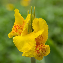 Канна Golden Girl (Зеленолистная) - Голландские луковицы фото 2