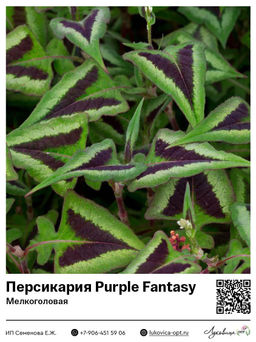 Персикария Горец Purple Fantasy (Мелкоголовая)