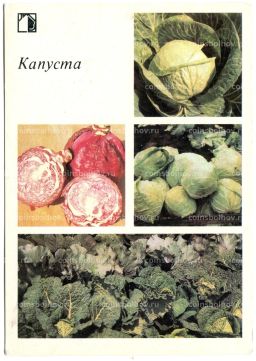 Открытка Капуста