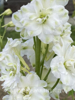 Дельфиниум Грин Твист - Партнер фото 4