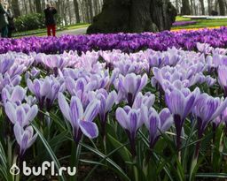 Крокус Pickwick (10 луковиц) - Bufl фото 3